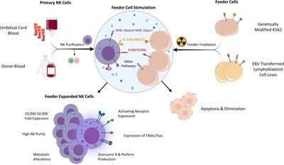 Feeder Cells at the Interface of Natural Killer Cell Activation, Expansion and Gene Editing